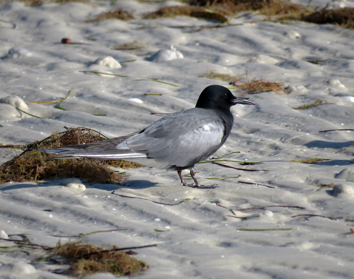 Black Tern