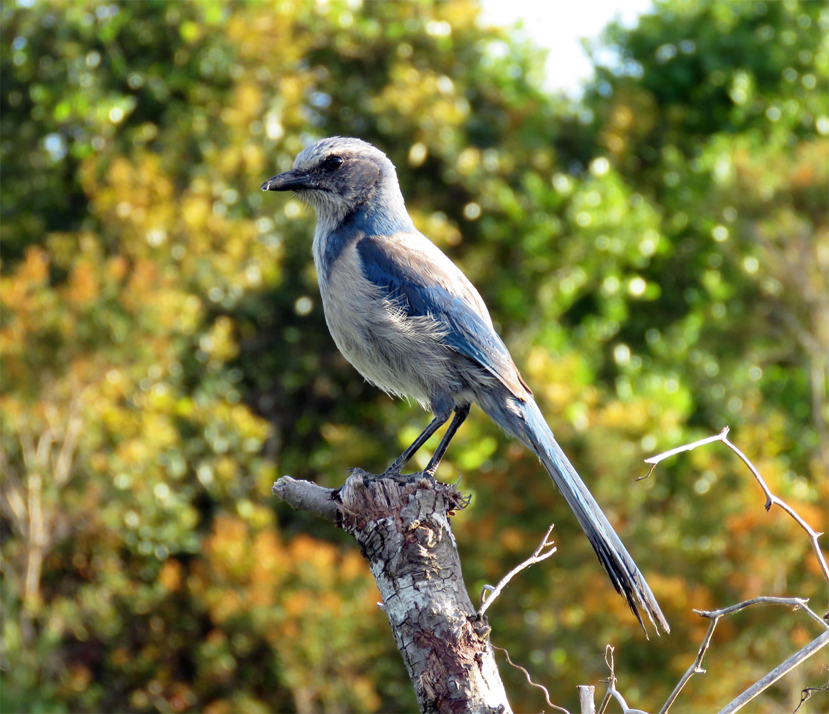 Florida Scrub-Jay