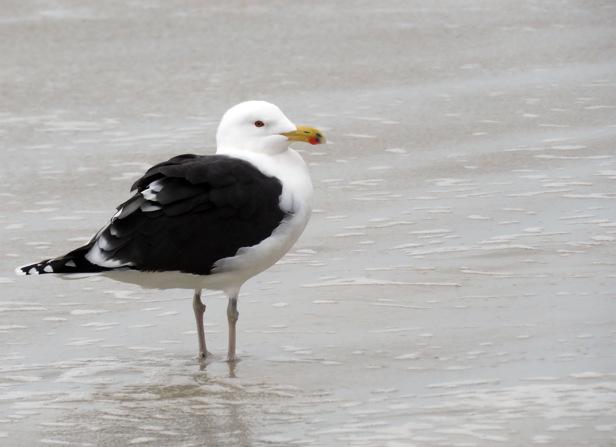 Great Black-backed Gull